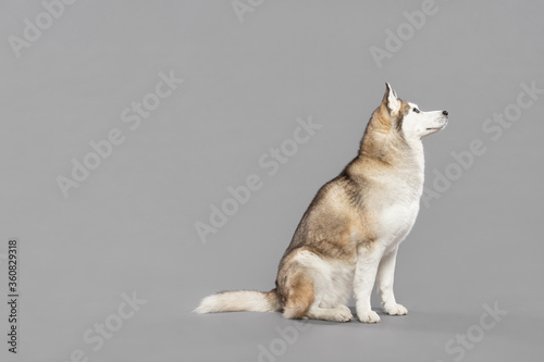 isolated siberian husky dog sitting in a studio on a grey seamless background