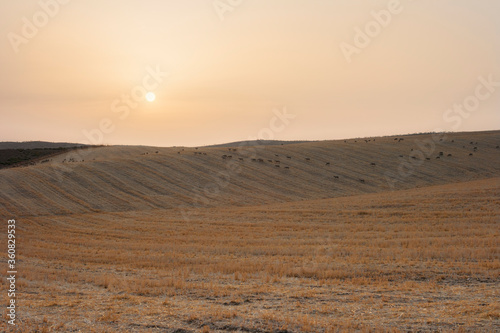 Herd of sheep and lambs on sunset field.