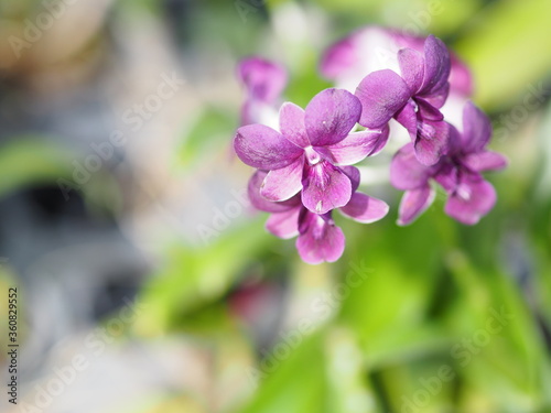 purple orchids Dendrobium lindley  Orchidaceae  Dendrobium phalaenopsis beautiful bouquet on blurred of nature background