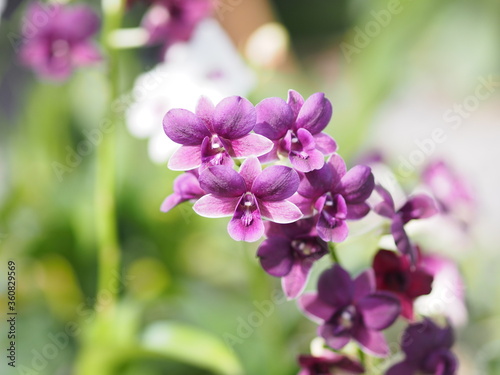 purple orchids Dendrobium lindley  Orchidaceae  Dendrobium phalaenopsis beautiful bouquet on blurred of nature background