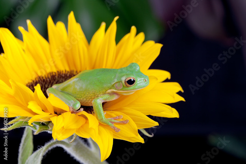 Tree frog waiting on a flower