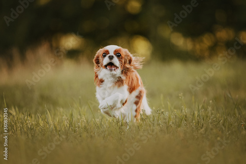 Obraz na płótnie running cavalier king charles spaniel