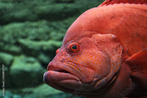 Exotic fish of red color with an evil face