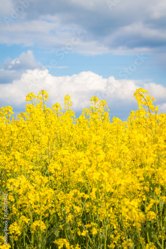 bright yellow rape flowers close up, background of blue sky with clouds, selective focus, copy space