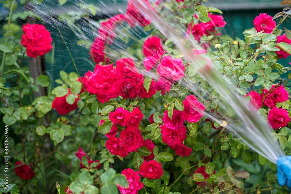 watering roses from a hose in the garden