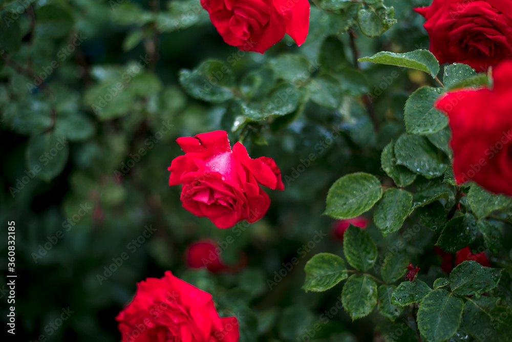 Red roses in the garden. Rose bush in the country in summer