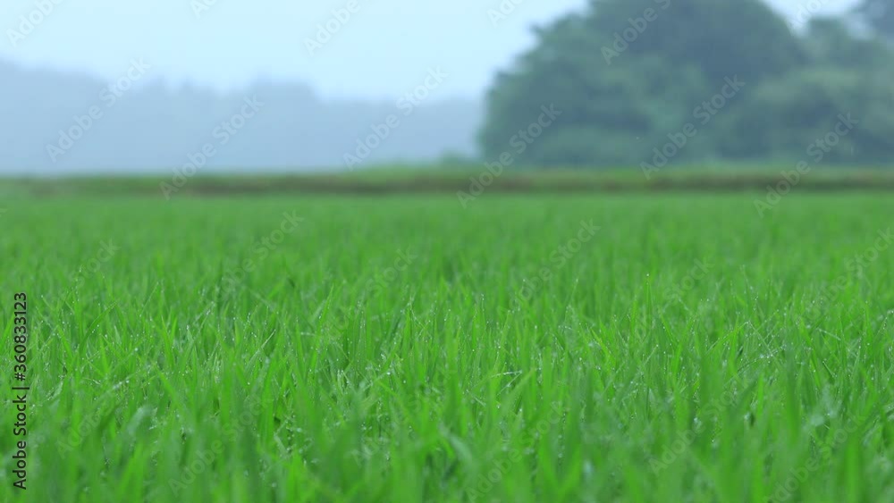 夏の水田　6月　雨の日　梅雨　ローアングル