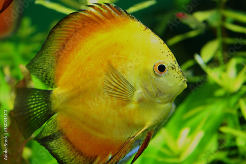 Exotic ocean yellow fish almost round in shape close up
