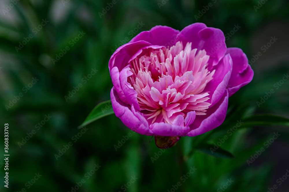 Large pink peony in the garden. Flowering in the summer. Close-up.