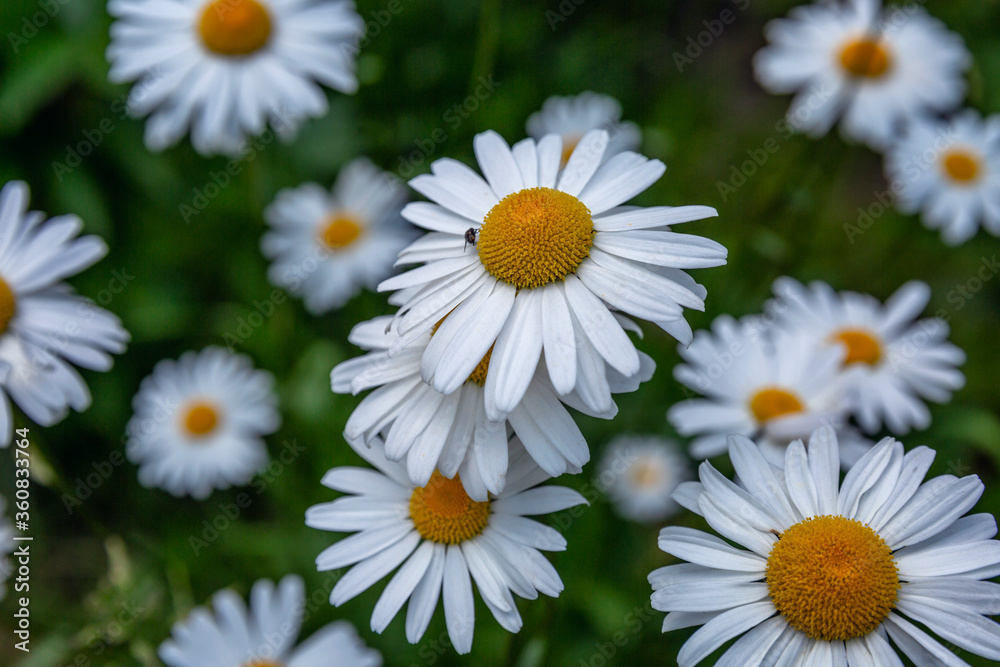 White daisies in the garden. Flowering in the summer. White daisies in the garden. Flowering in the summer.