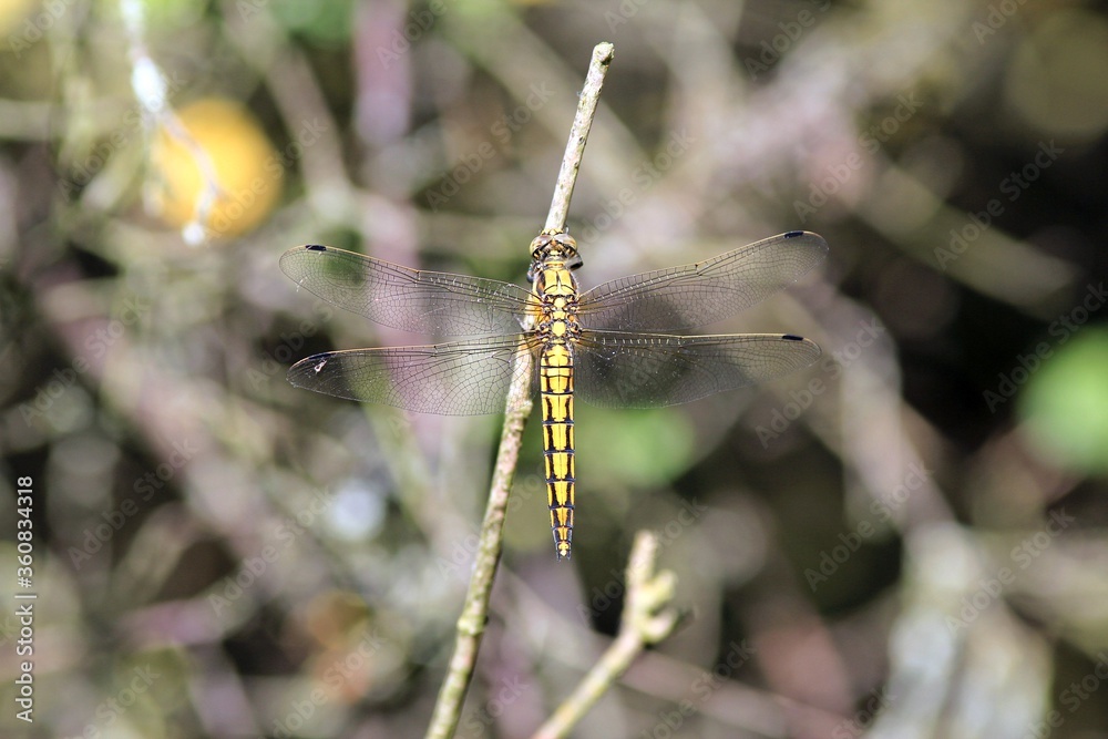 Dragonfly Orthetrum cancellatum on a dry twig Dragonfly Orthetrum cancellatum on a dry twig