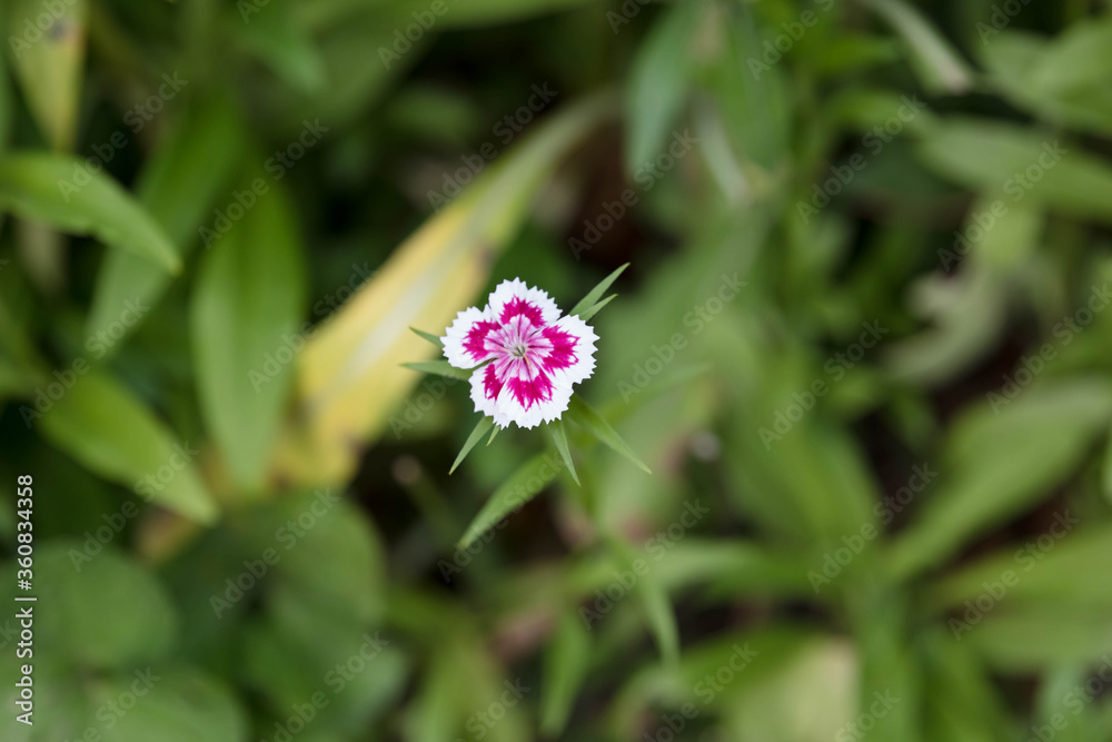 the last of the sweet William blossoms in the back garden the last of the sweet William blossoms in the back garden