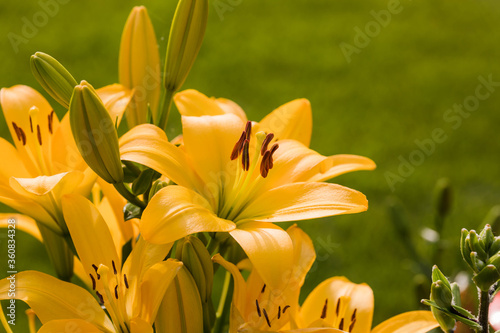 a close up view of yellow lilies blooms in the back garden
