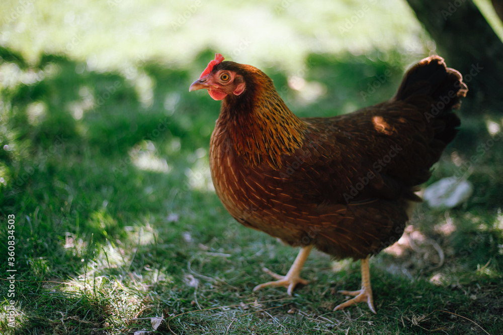 Fototapeta premium Hühner im Garten der Rasse Zwerg Welsumer