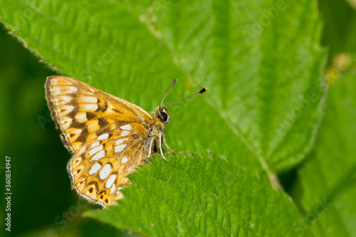Mariposa peque  a de color marr  n y blanco   Hamearis lucina    posada sobre la hoja verde.