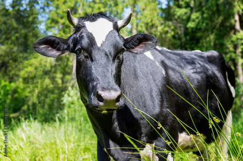 A cow grazes in a field against the background of the forest on a sunny day. Close-up.