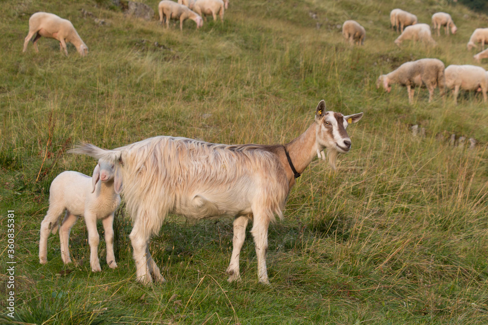 A goat with goatling on a green slope, Lombardy, Italy. A goat with goatling on a green slope, Lombardy, Italy.