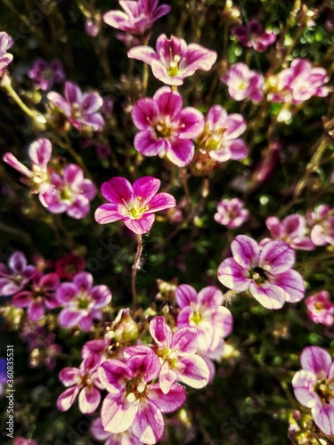pink and white flowers