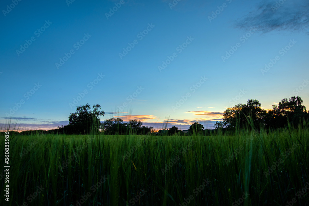 Sunset over barley field UK