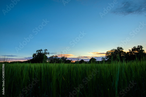 Sunset over barley field UK