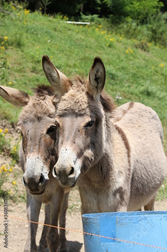 Donkey © Pascal
