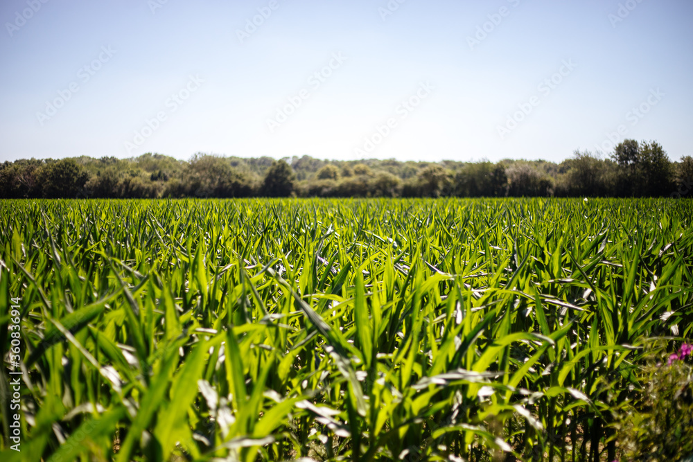 Maisfeld mit blauem Himmel Maisfeld mit blauem Himmel