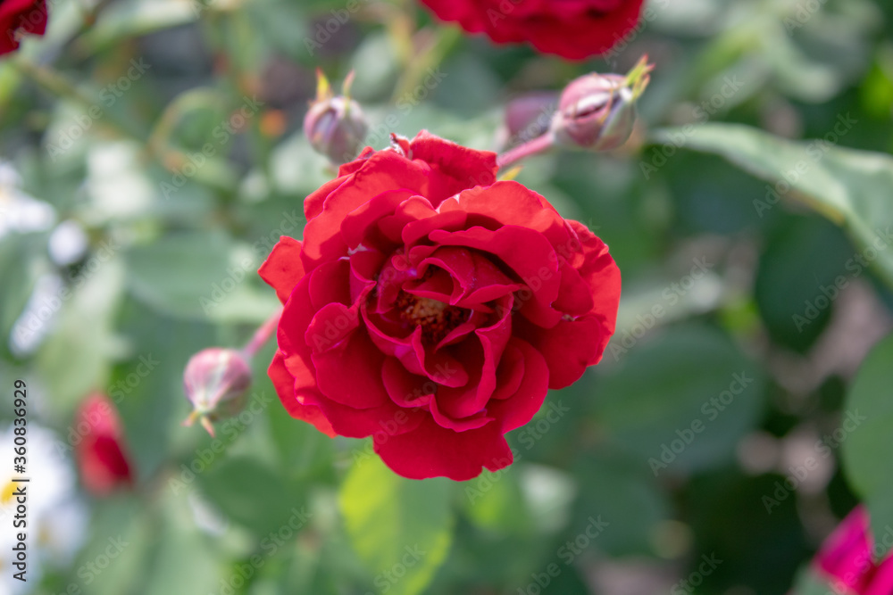 A bush of bright raspberry roses on an early sunny morning.