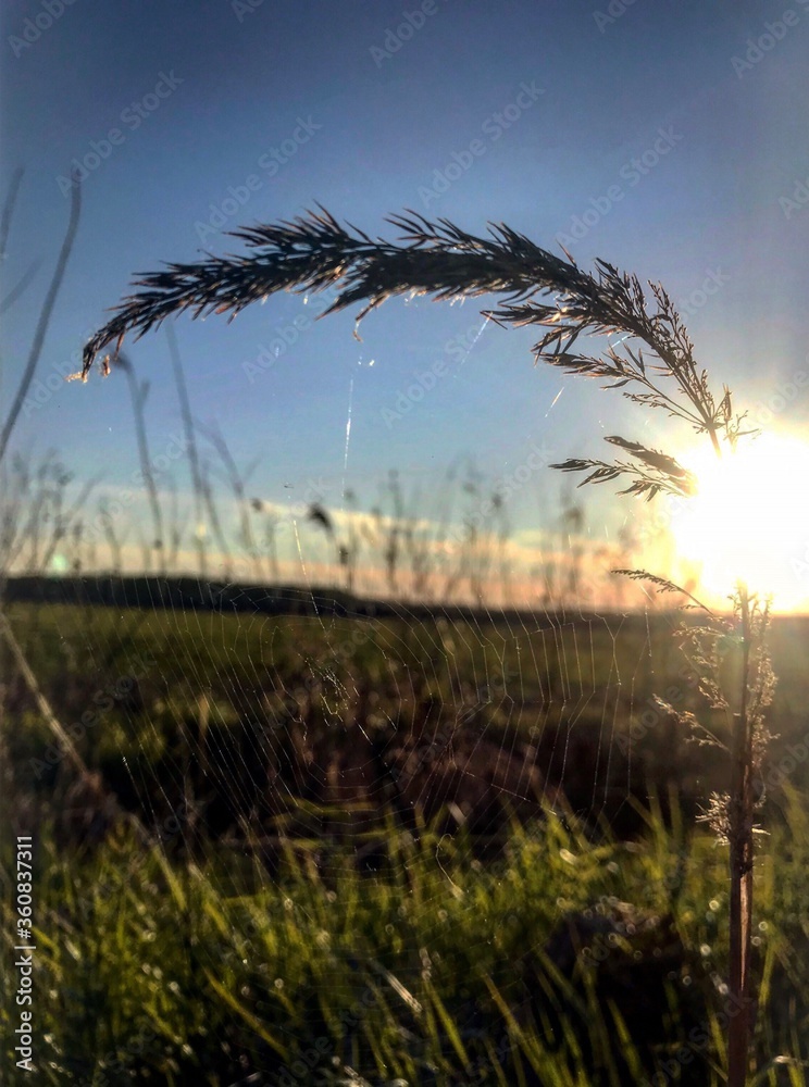 reeds at sunset reeds at sunset