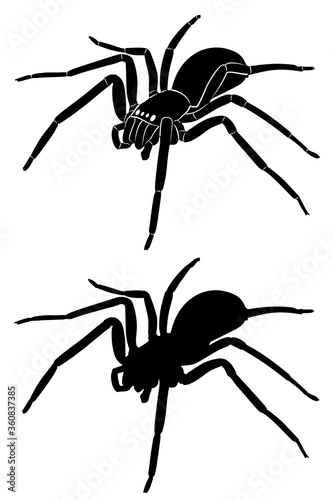 silhouette of spider , vector draw