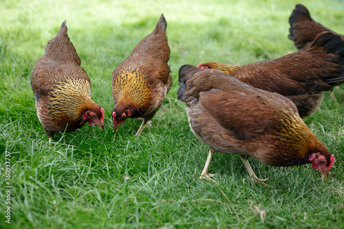 Hühner im Garten der Rasse Zwerg Welsumer photo