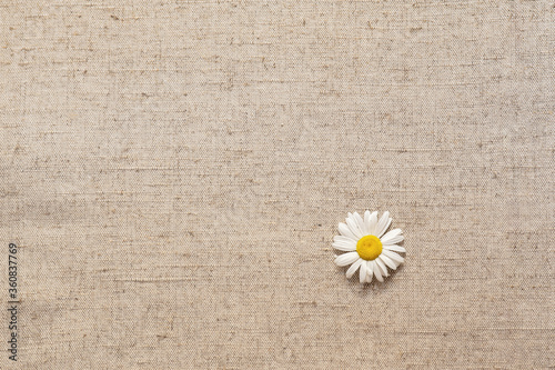 Fotografía chamomile on burlap background, texture of coarse natural fabric, white petals y