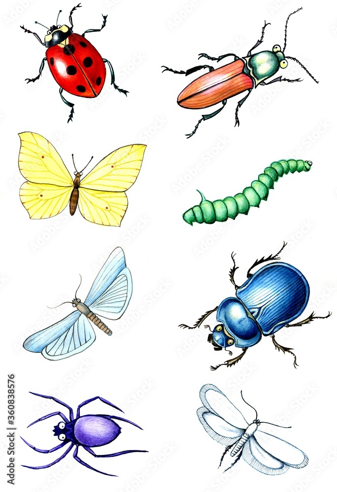Fototapeta premium Set of waterolor hand drawn insects isolated on white background. Elements for design.