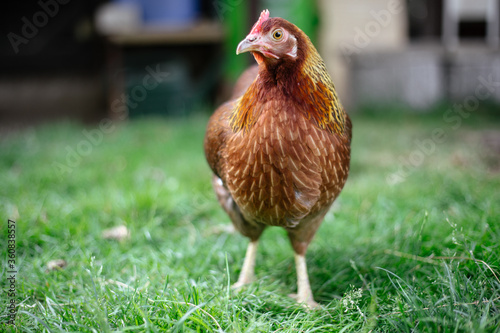 Hühner im Garten der Rasse Zwerg Welsumer photo