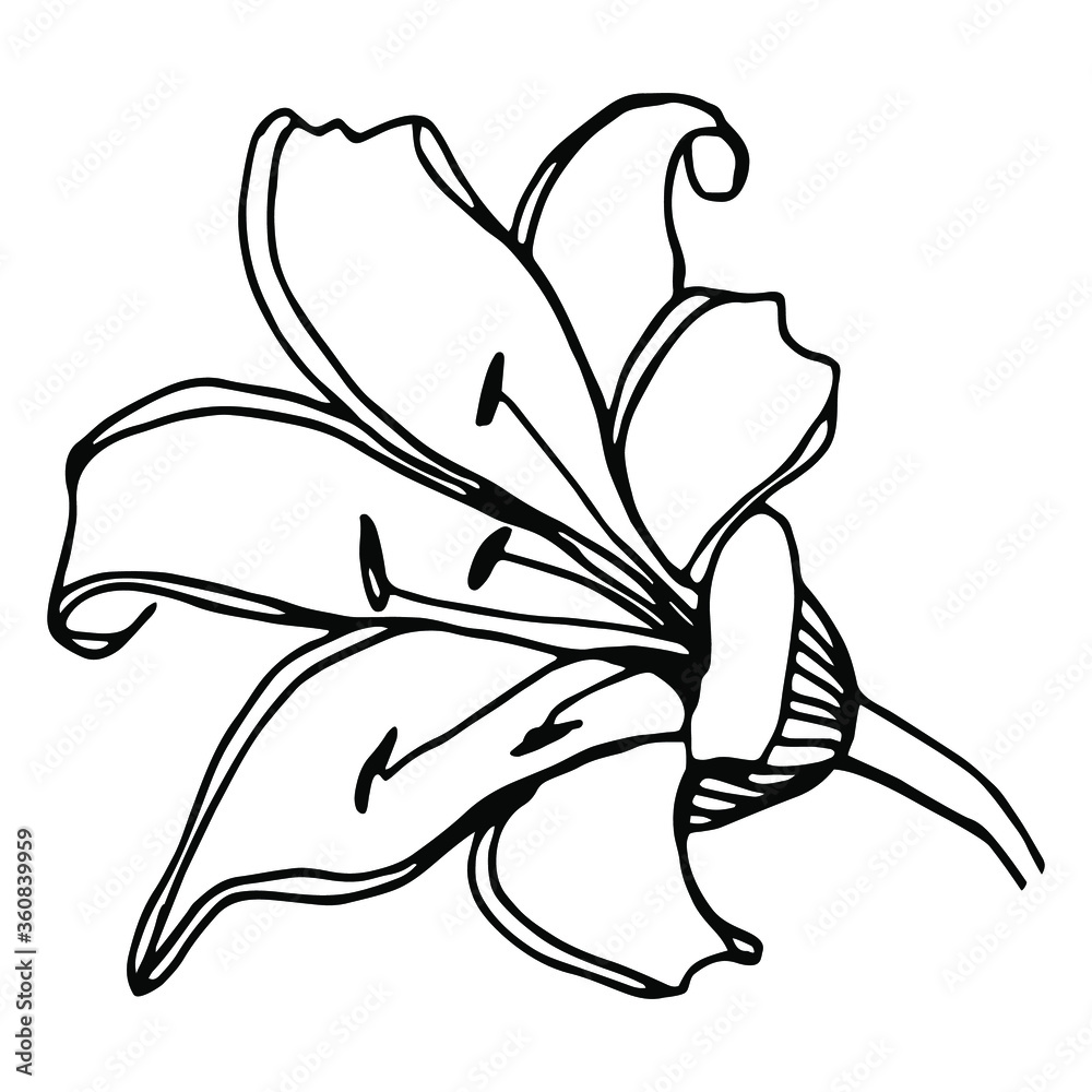 Vector single element. Floral Illustration with flower Lily. Hand drawn doodle.