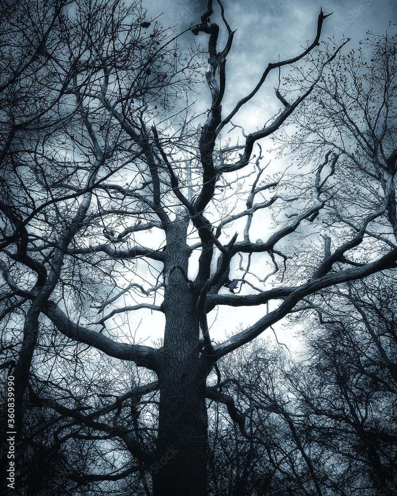 bare tree in the winter bare tree in the winter