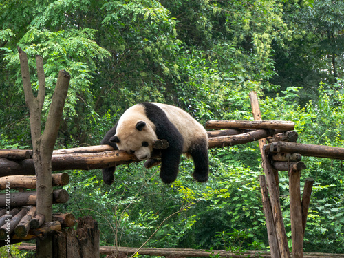 Giant panda sleeping in China park, cute sleeping
