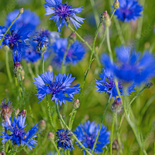 Blühende Kornblumen,Cyanus segetum,Nahaufnahme photo