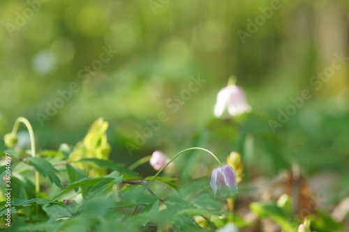 Spring forest floor blossoming anemones, fuzzy background, copy space
