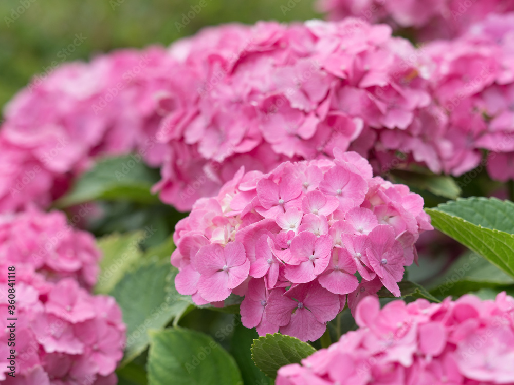 アジサイの花 アジサイの花