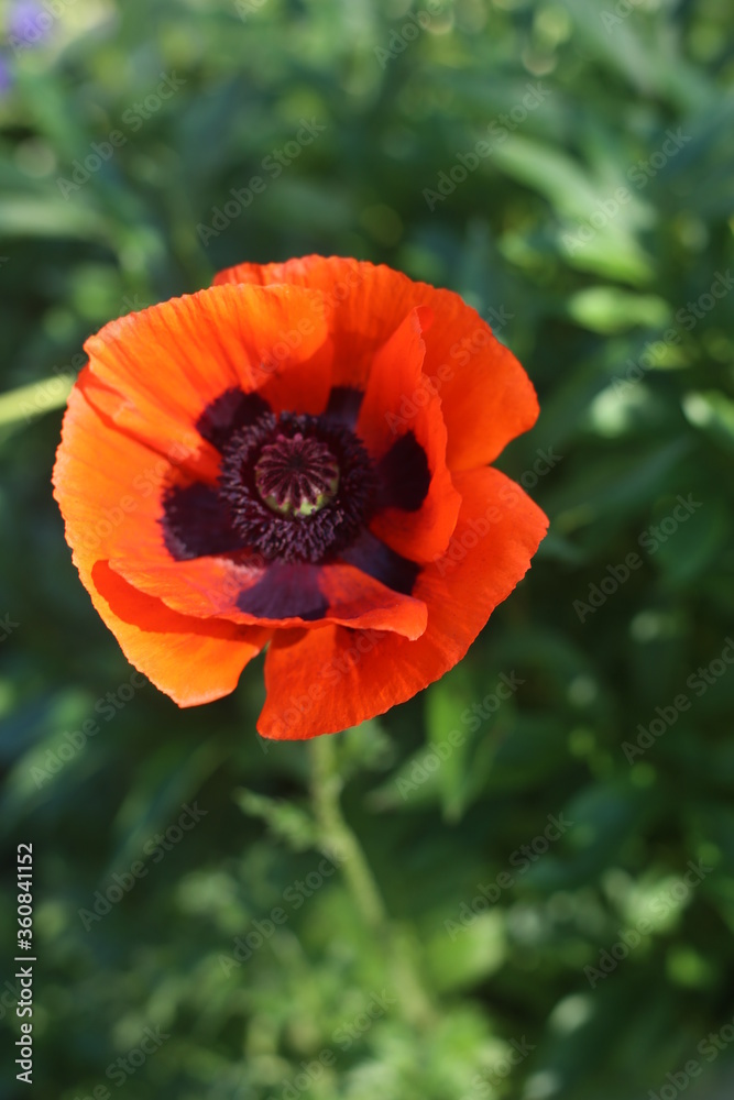 Fototapeta premium Red poppy grows on the street. Wild flower.