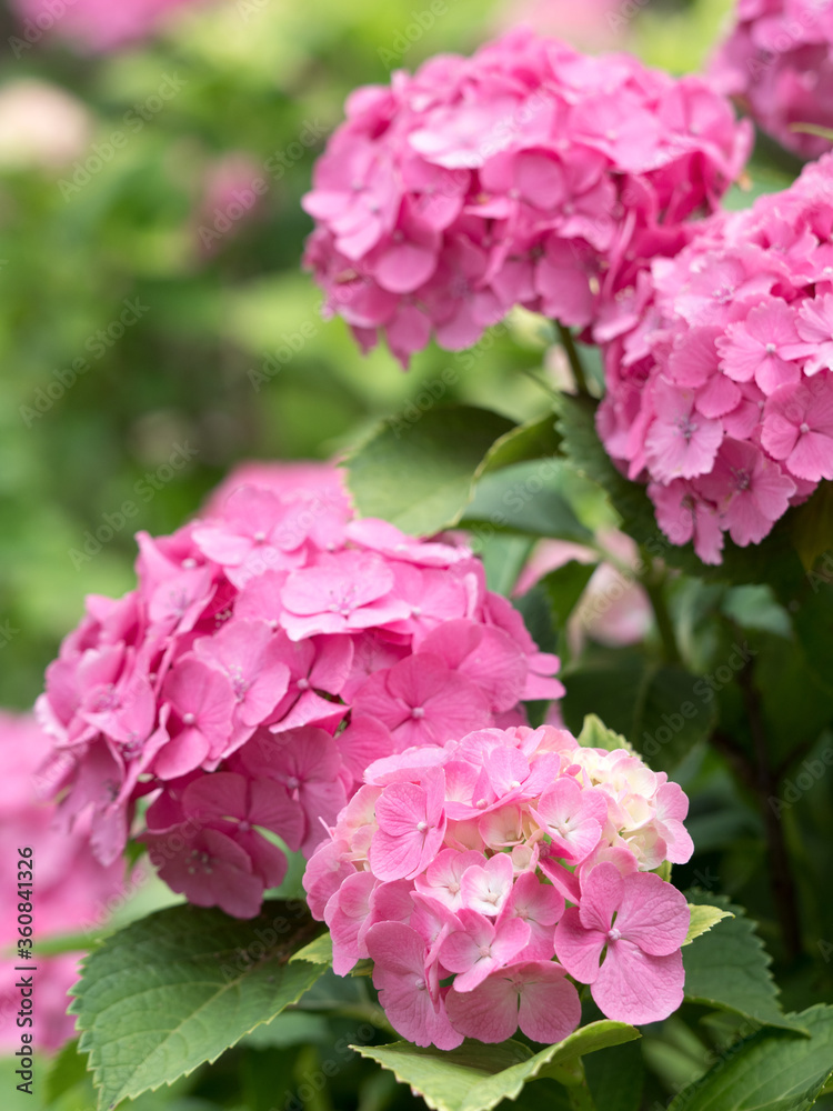 アジサイの花