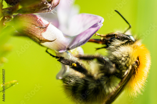 A honey bee at work