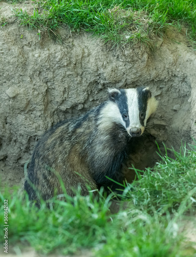 Badger (Scientific name: Meles meles) Portrait of a wild, european badger about to enter a badger sett on a summer's evening when the nights are still light.  Facing forward. Vertical.  Space for copy photo