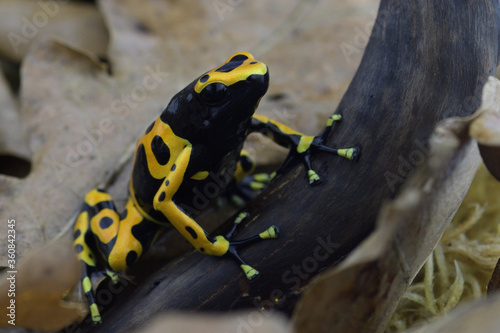 Macro photo of tropical frog