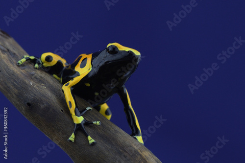 Macro photo of tropical frog