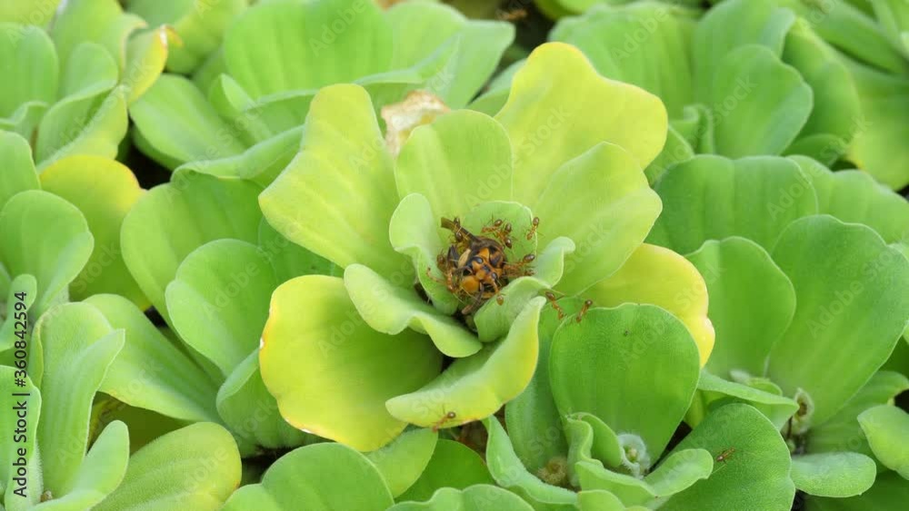 Ants caught a bee and carry it. Macro video 4k. Bali, Indonesia. Ants caught a bee and carry it. Macro video 4k. Bali, Indonesia.