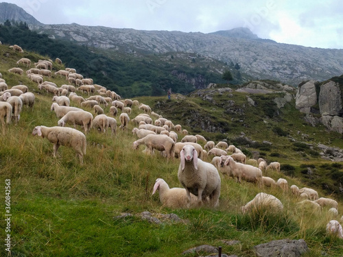 The view of sheeps herd grazing on The Italian Alps, Lombardy, Italy.