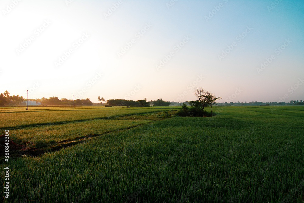 Sunrise over a paddy field