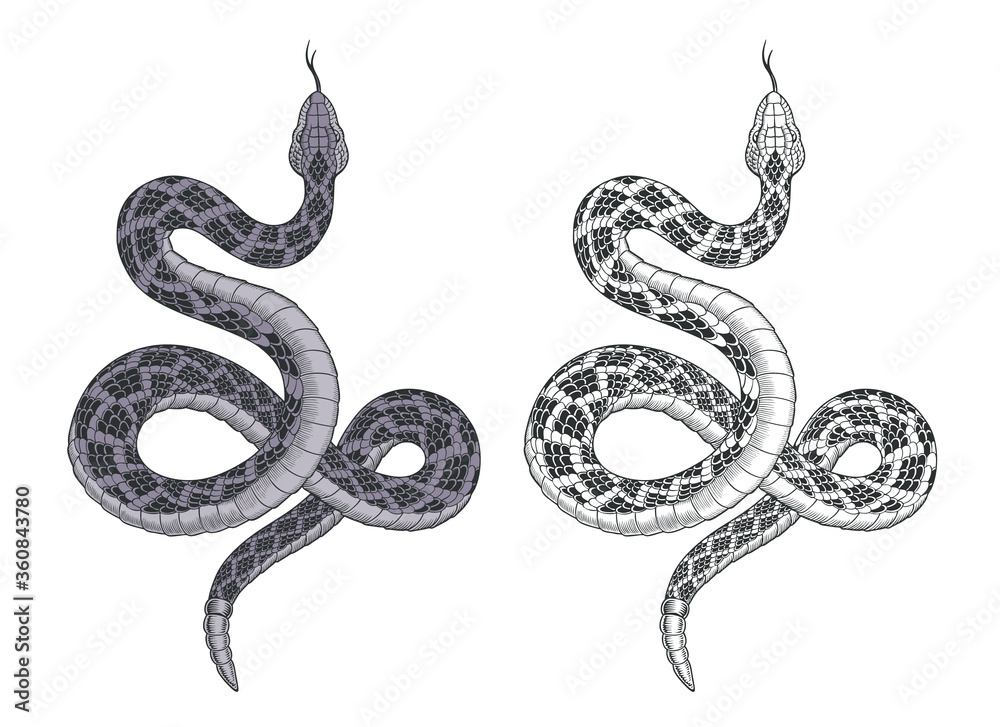 Snake attacks. Rattlesnake tattoo isolated on white vector illustration. Snake attacks. Rattlesnake tattoo isolated on white vector illustration.