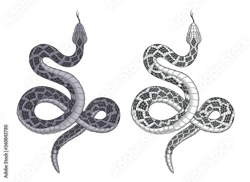 Snake attacks. Rattlesnake tattoo isolated on white vector illustration.